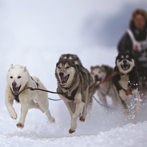 The Iditarod Dog Race