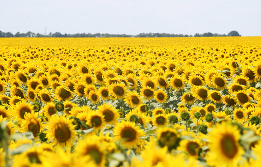 Ukraine & Sunflowers
