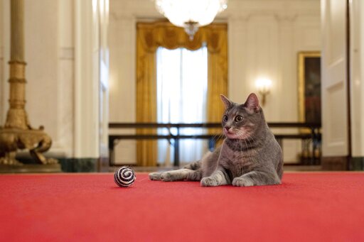 Biden's New Cat