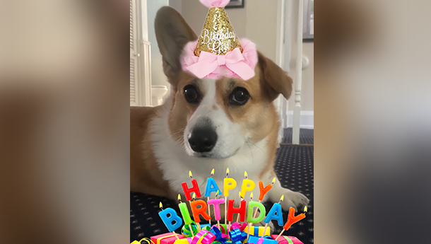 PHOTO GALLERY: Happy Birthday to Holly the Terror Dog - see more on Instagram!