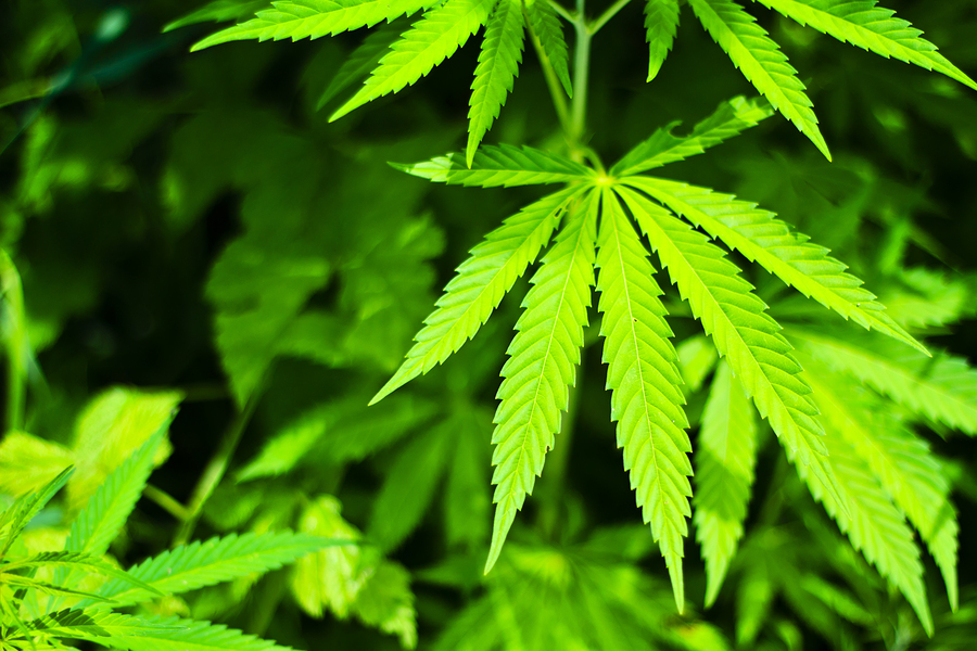 Study: Marijuana Use Can Affect Newborns
