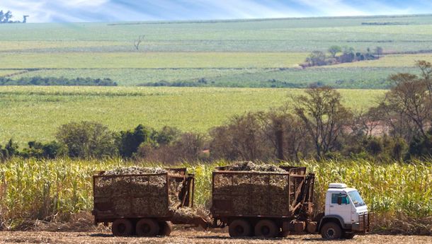 Latin America's Sugar Producers Sweat the Sweet Stuff